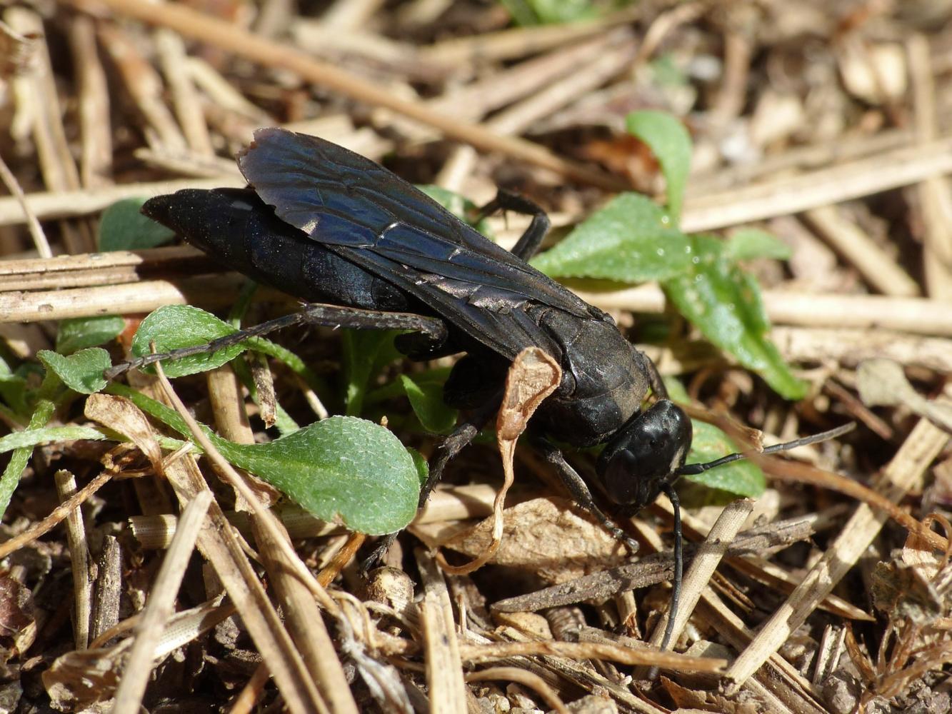 Entomobora plicata, femmina, Pompilidae